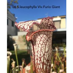 Sarracenia leucophylla "Giant Furio"