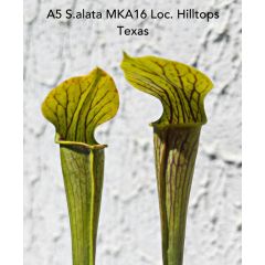 Sarracenia alata var. heavily veined