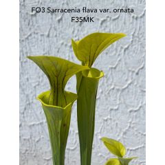 Sarracenia flava var. ornata