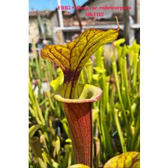 Sarracenia flava Var. Rubricorpora