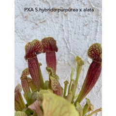 Sarracenia purpurea x alata