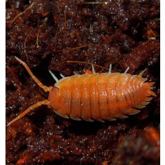 Porcellio Laevis SUPER ORANGE - Colonia starter