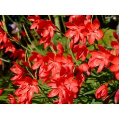 Schizostylis coccinea