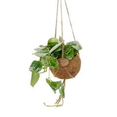 Scindapsus pictus trebie in fibra di cocco