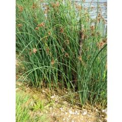 Scirpus lacustris