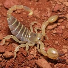 Scorpio maurus