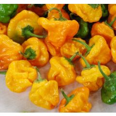 Pianta Di Peperoncino Scotch Bonnet