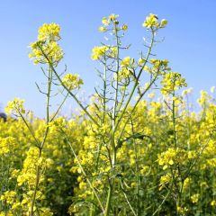 Pianta di Senape "Senape alba" - Vaso Grande