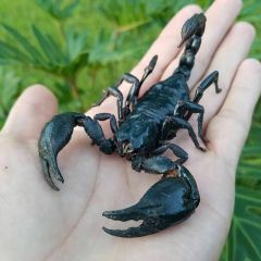 Heterometrus silenus