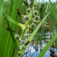 Sparganium erectum