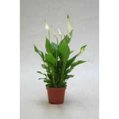 Spathiphyllum Vp.9