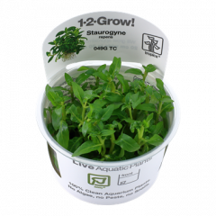 Tropica Staurogyne repens 1-2-Grow!