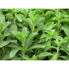 Pianta Di Stevia