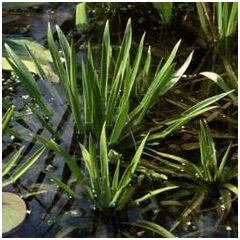 Stratiotes Aloides