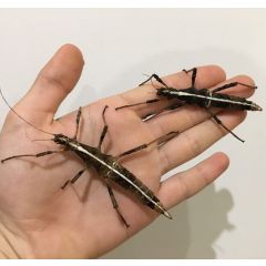 Sungaya Inexpectata - Insetto Stecco del monte Sungay
