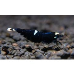 Caridina sp. Cantonensis var. Taiwan Bee King Kong -1 esemplare