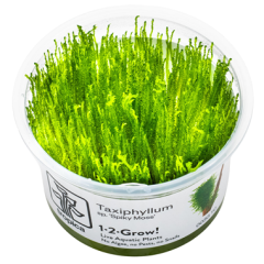 Tropica Taxiphyllum 'Spiky Moss' 1-2-Grow!
