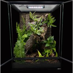 Terrario Bioattivo per Geco Ciliatus 30x30x45cm