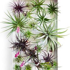 Tillandsia Sp. Mix 1 Pianta