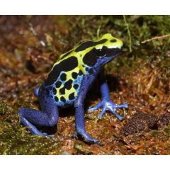 Dendrobates tinctorius