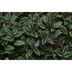 Tradescantia Mix