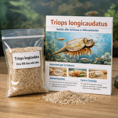 Triops longicaudatus