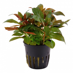 Tropica- Ludwigia glandulosa
