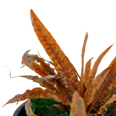 Tropica Cryptocoryne albida brown