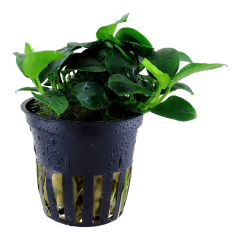 Tropica - Anubias Barteri 'Petite'