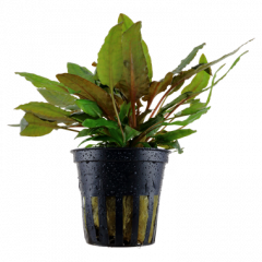 Tropica - Cryptocoryne wendtii 'Tropica'