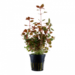 Tropica - Ludwigia palustris 'Super Red'