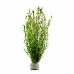 Tropica - Mayaca fluviatilis