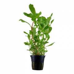 Tropica - Nesaea crassicaulis