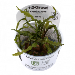 Tropica Cryptocoryne crispatula 1-2-Grow!