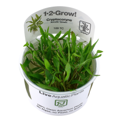 Tropica Cryptocoryne wendtii 'Green' 1-2-Grow!