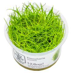 Tropica Eleocharis acicularis 1-2-Grow!