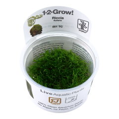 Tropica  Riccia fluitans 1-2-Grow!