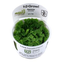 Tropica Salvinia minima 1-2-Grow!