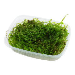 Tropica Taxiphyllum barbieri 'Bogor Moss' in porzione