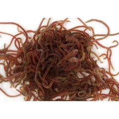 Tubifex vivi 100 ml - cibo vivo per pesci tropicali e marini