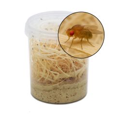 Drosophila Turkish Glider 500ml