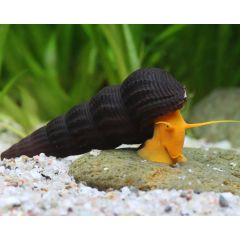 Tylomelania sp. "Orange" Lumaca gigante d'acquario
