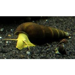 TYLOMELANIA sp. "Yellow Rabbit" Lumaca Gigante d'Acquario