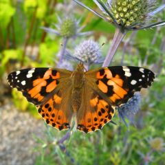 5 crisalidi di farfalla (Vanessa Cardui)