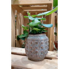 Vaso Banggai 11x11cm