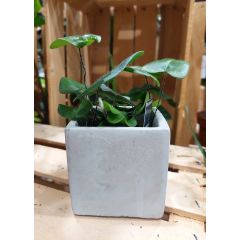 Vaso in cemento Quadrato 9x9x9cm