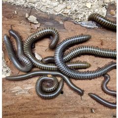 Spirostreptidae sp violet stripes