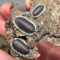 Porcellio werneri