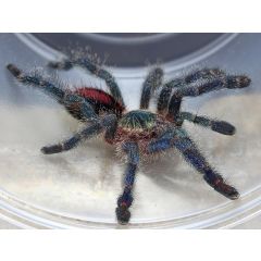 Ybyrapora diversipes