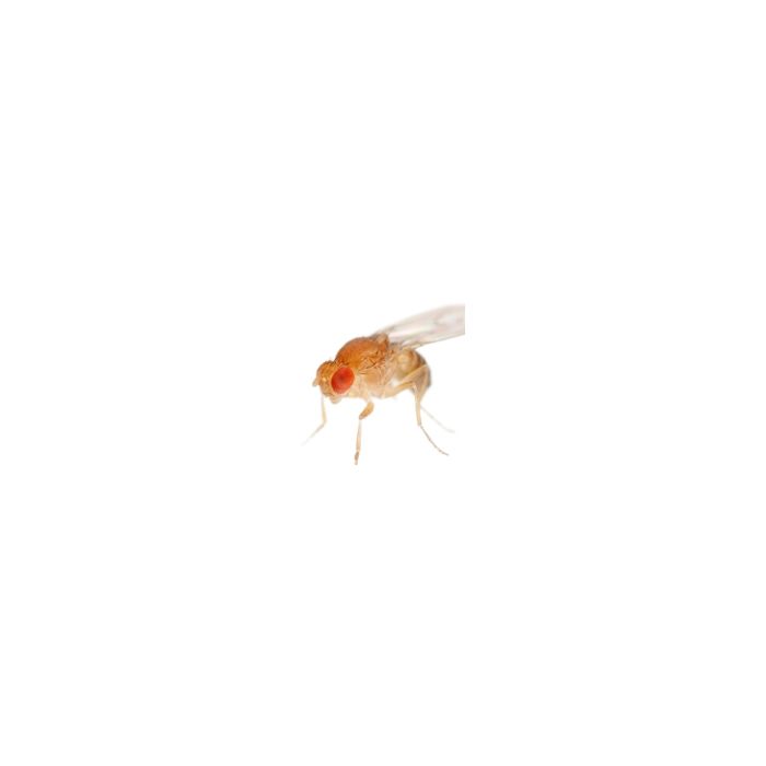 1/2 Litro Drosophila Melanogaster